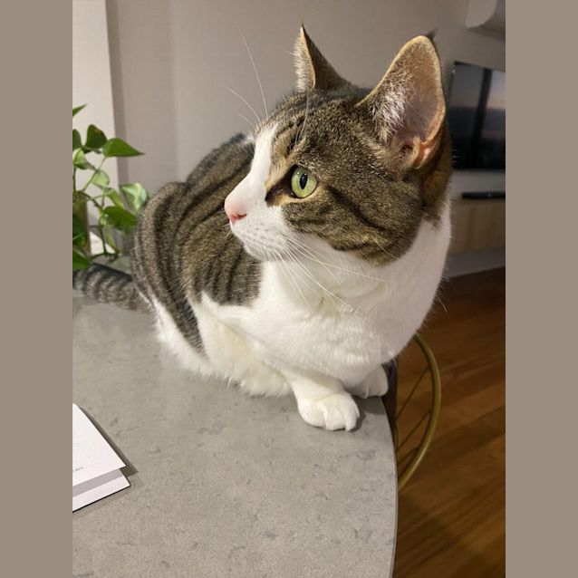 Photo of Lexi   5 Year Old Cat