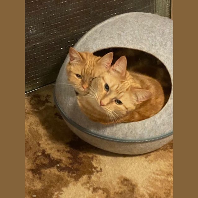 Photo of Willow Toby & Aslan