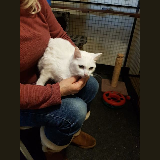 Photo of Sunday ** 2nd Chance Cat Rescue**