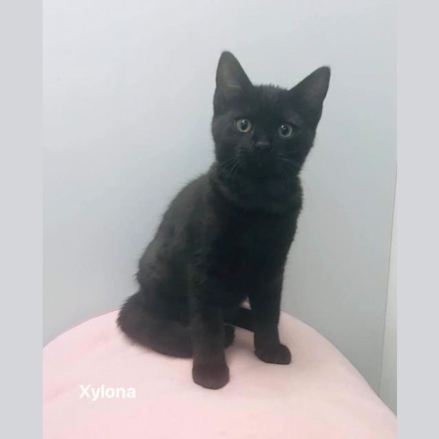 Photo of Xylona