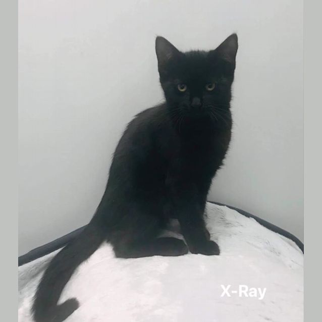 Photo of X Ray
