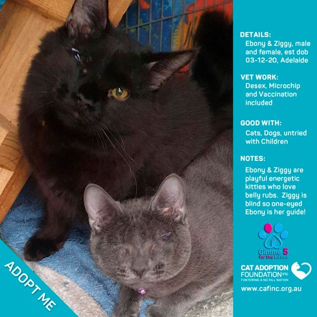 Photo of Ebony And Ziggy