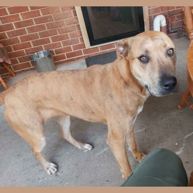 Photo of Cookie