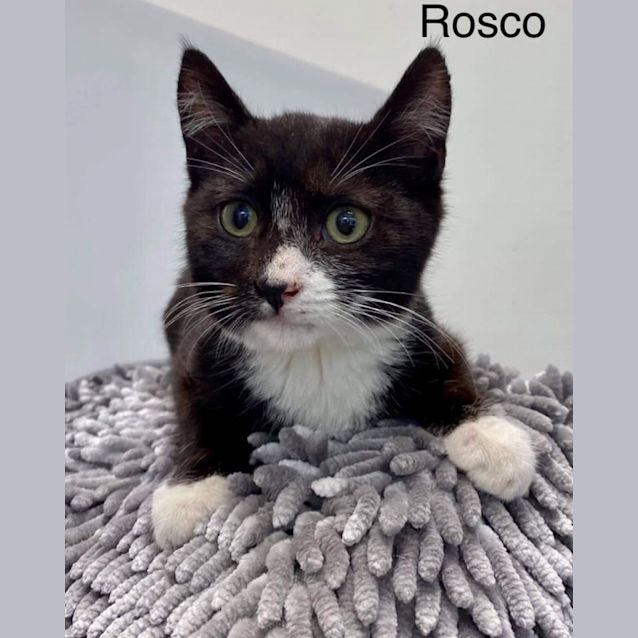 Photo of Rosco