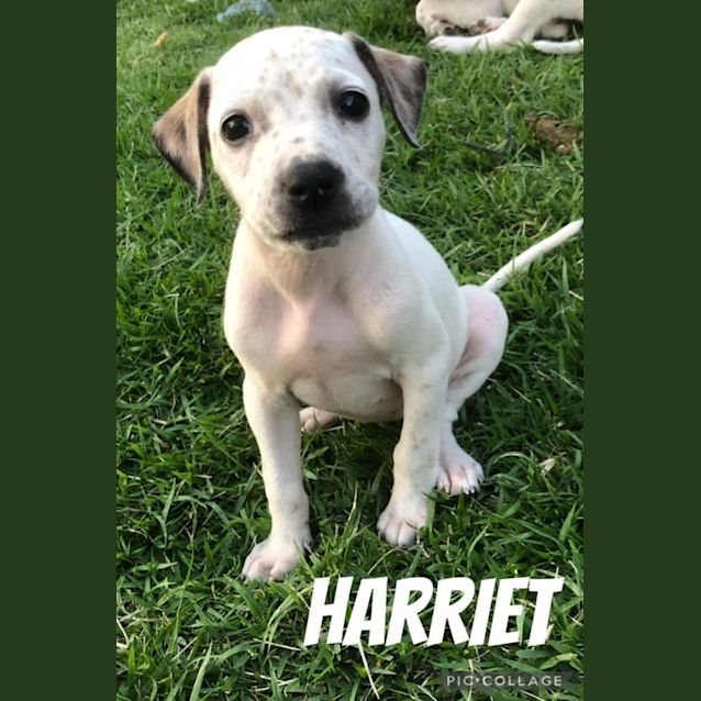 Photo of Harriet