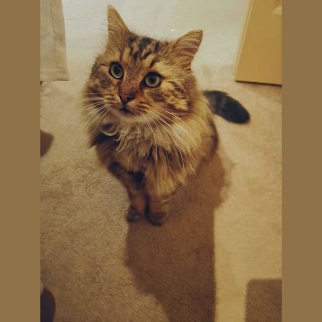 Photo of Percy 