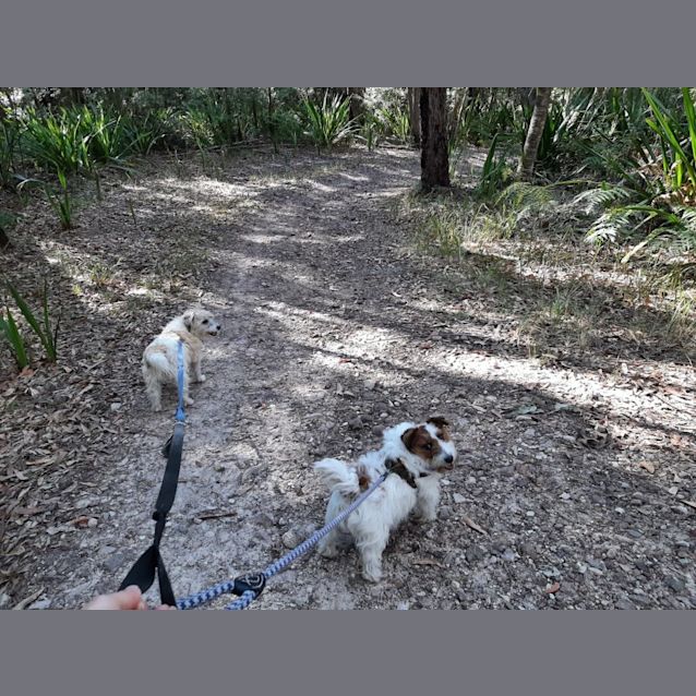 Photo of Buster And Jasper ~ (On Trial 22/08/21)