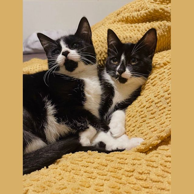 Photo of Magpie And Crow