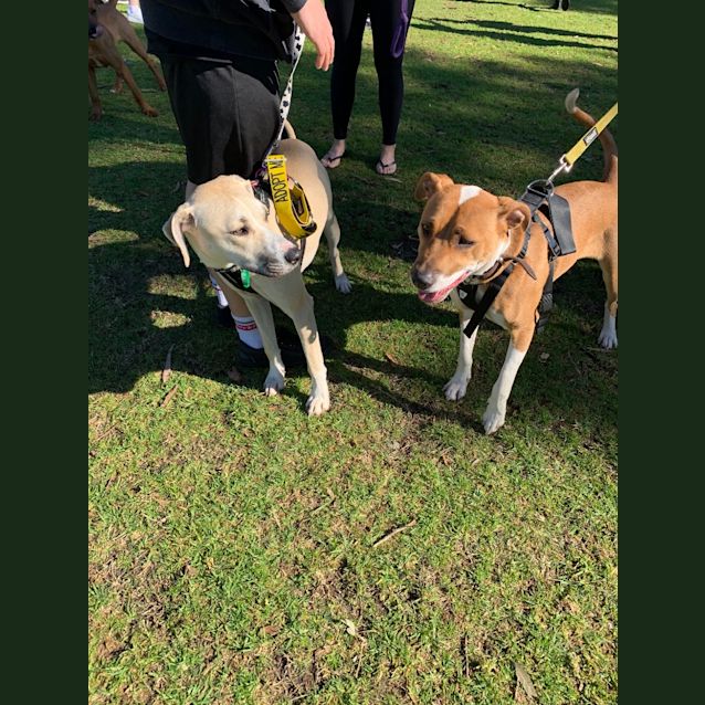 Photo of Stella (Sera)