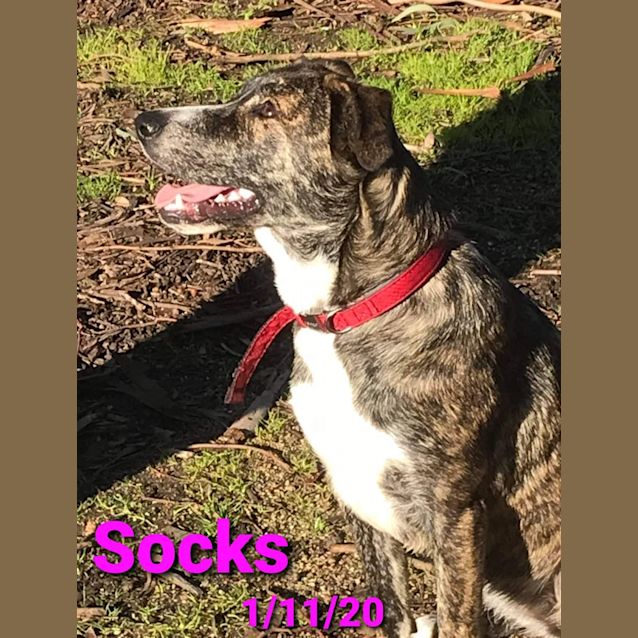 Photo of Socks