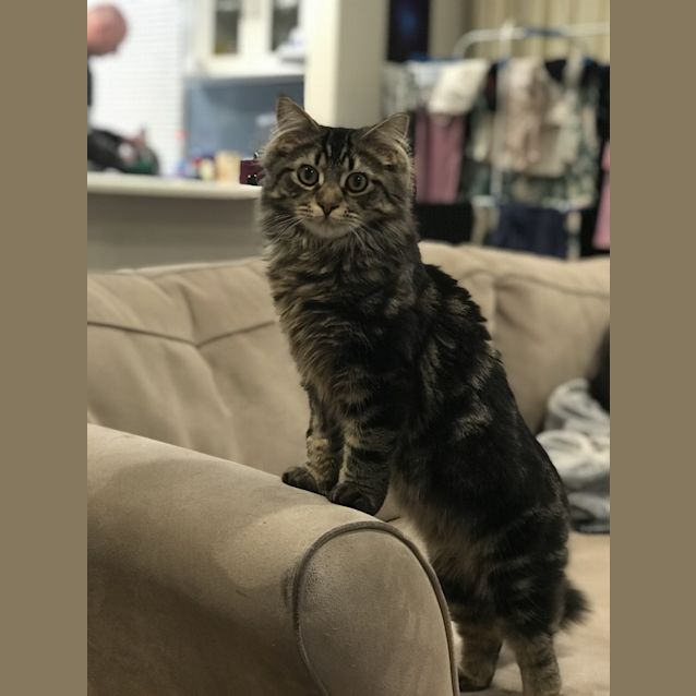 Photo of Percy 