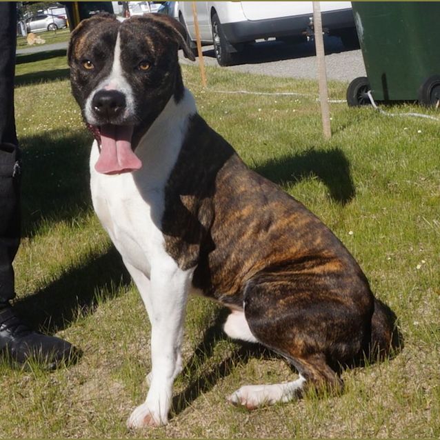 Photo of Diablo