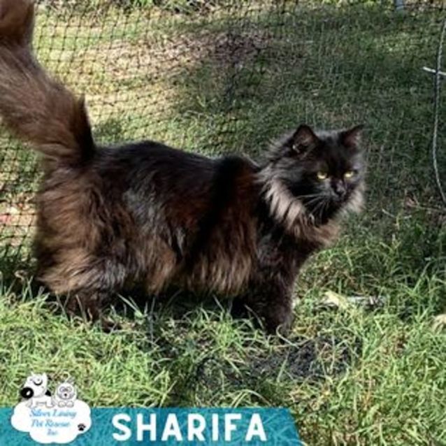 Photo of Sharifa