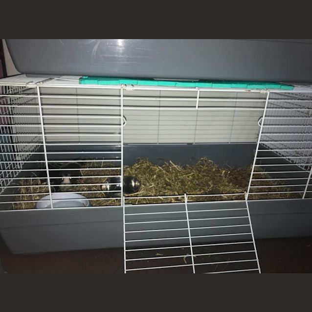 Photo of Oreo And Marble 