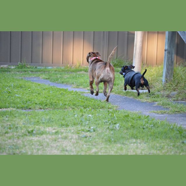 Photo of Pablo & Kaia ~ Dachshund/Staffy (On Trial 30/8/21)