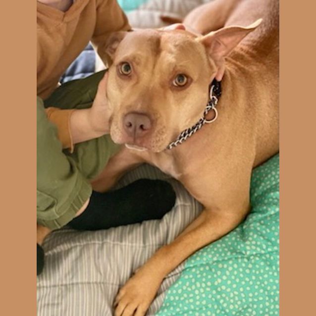 Photo of Jedda 3yr Old Staffy X