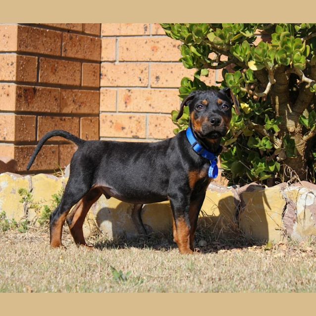 Photo of Pluto ~ Wolfhound X(on Trial 27/08/21)