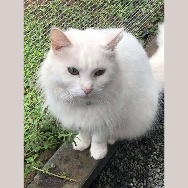 Photo of Mishka 
