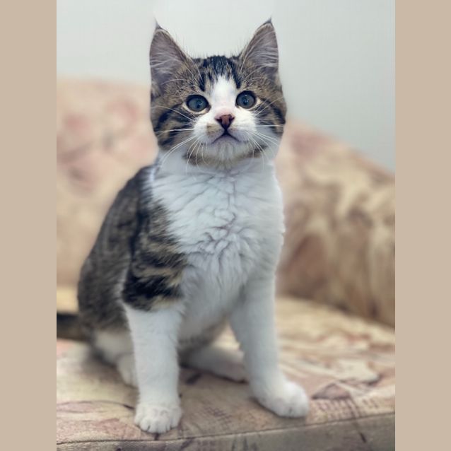 Photo of Toretto