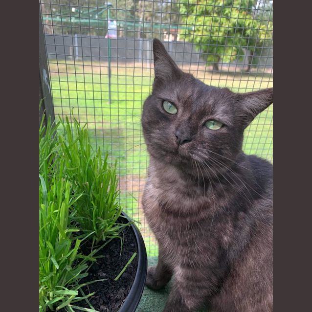 Photo of Piper 
