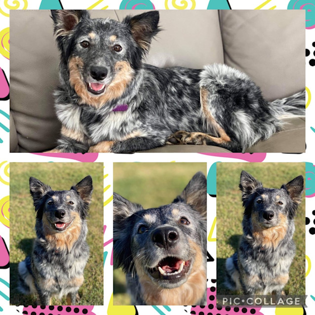 Photo of Lacey