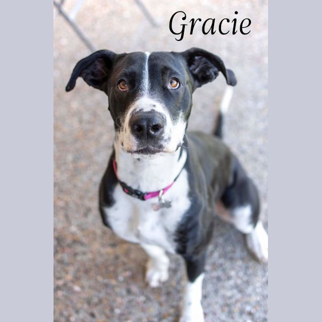Photo of Gracie