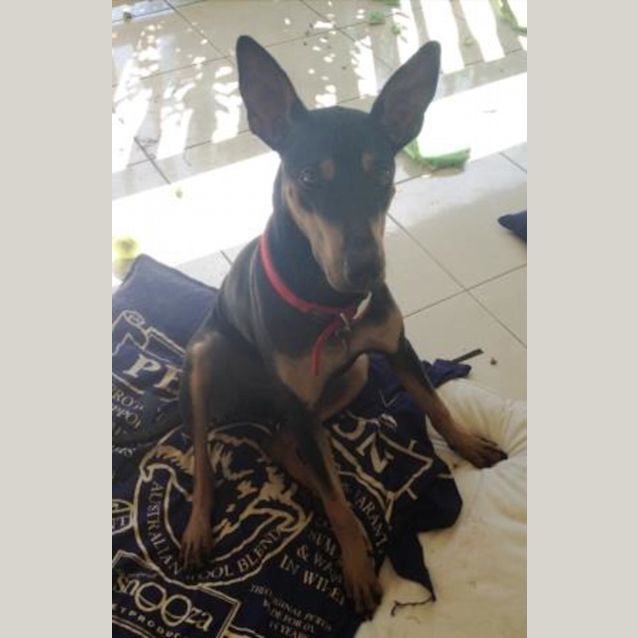Photo of Shadow