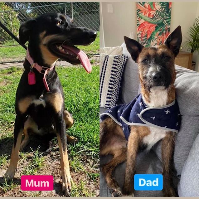 Photo of Puppy Morrie Dl2700