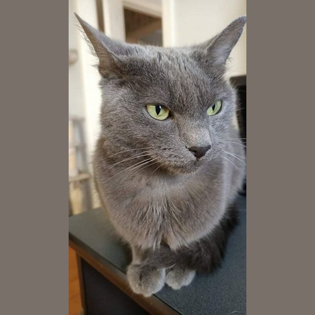 Photo of Harvey *9 Lives Project Rescue*