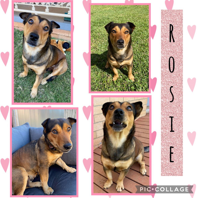 Photo of Rosie