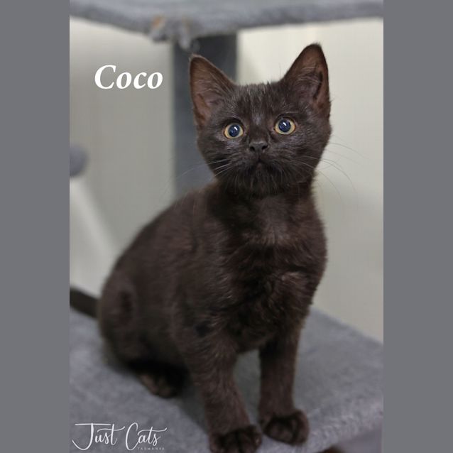 Photo of Coco