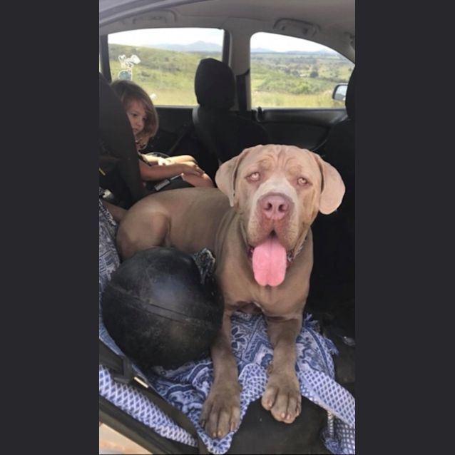 Photo of Moose