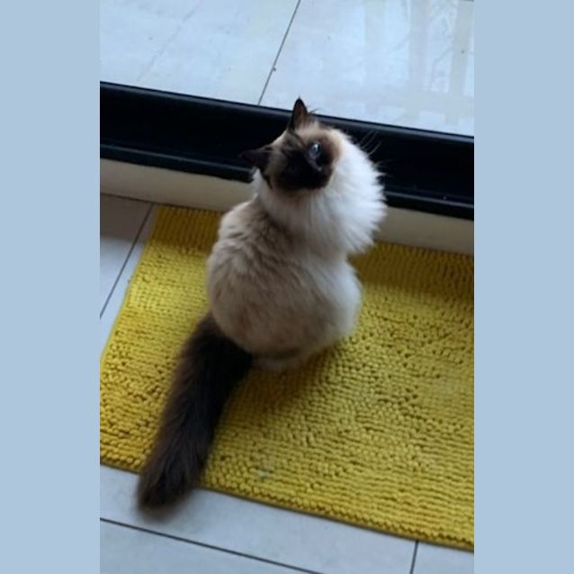 Photo of Angel 