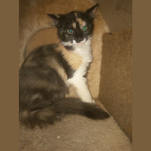 Photo of Ebony