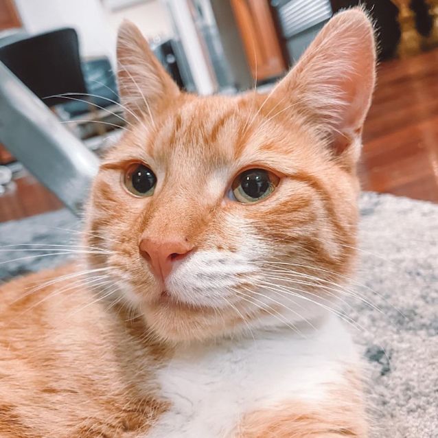 Photo of Cheddar 