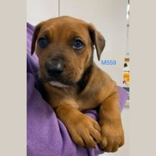 Photo of Rusty