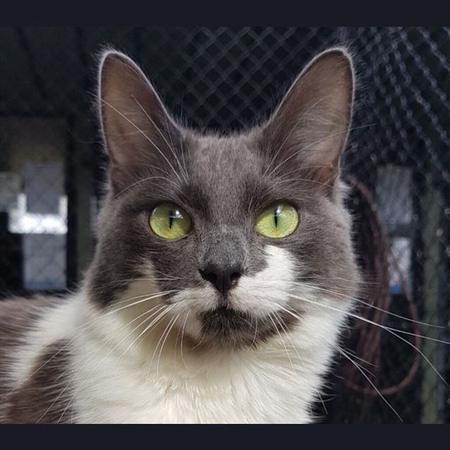 Photo of Lulu 