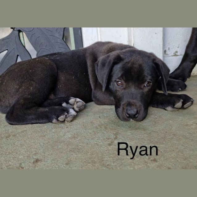 Photo of Ryan