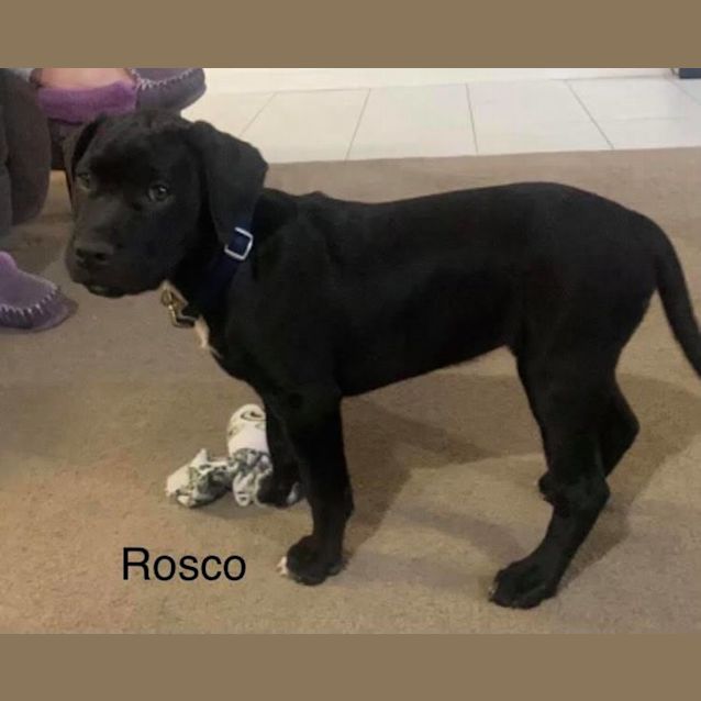 Photo of Rosco
