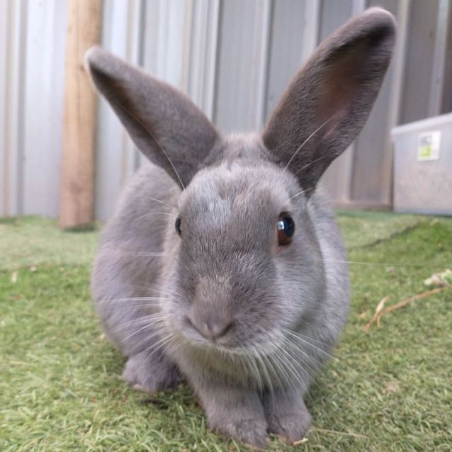 Photo of Neffie With Buggles