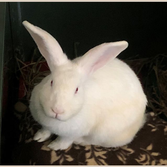 Photo of Mango 