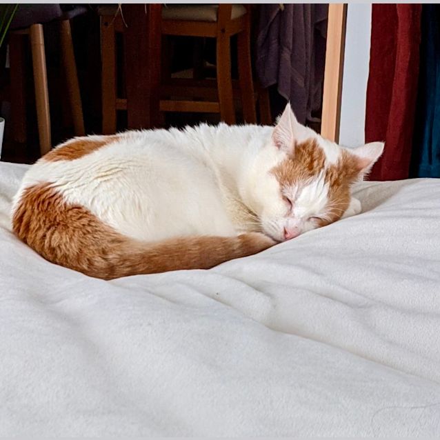 Photo of Squash