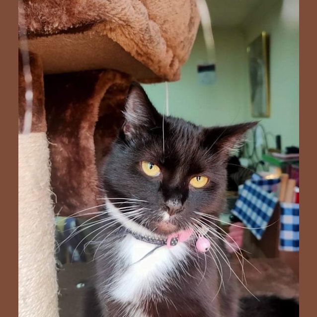 Photo of Orphan Annie