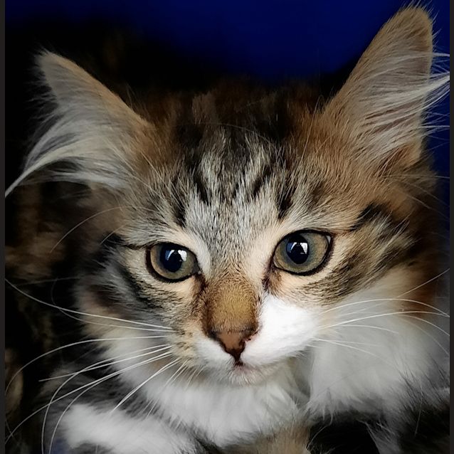 Photo of Willow 