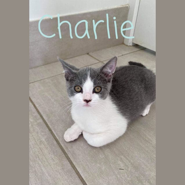 Photo of Charlie