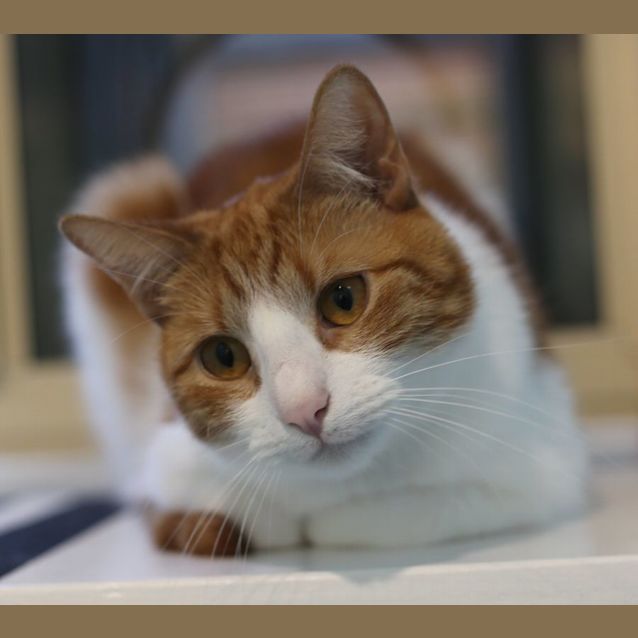 Photo of Winston 