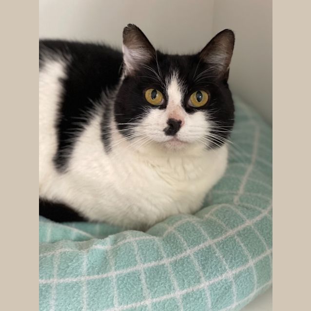 Photo of Puss N Boots