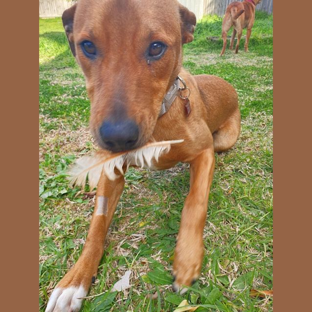 Photo of Buddy