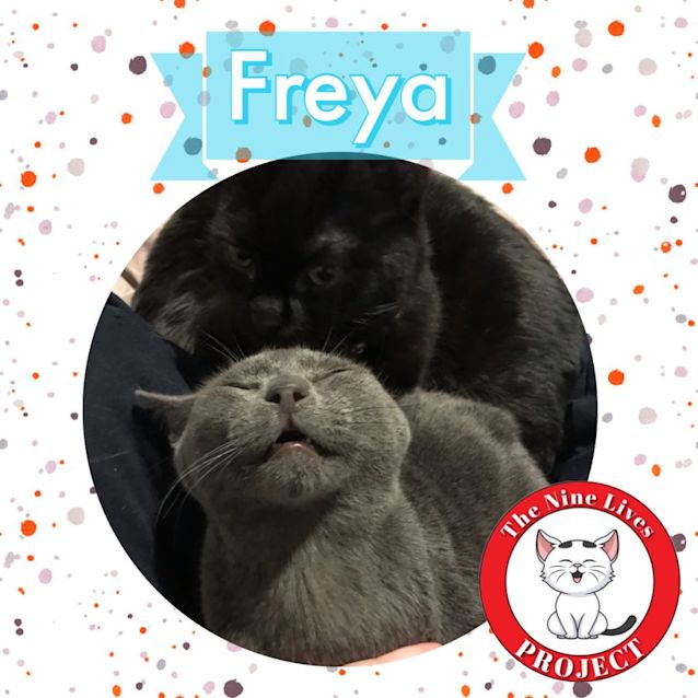 Photo of Freya *9 Lives Project Rescue*