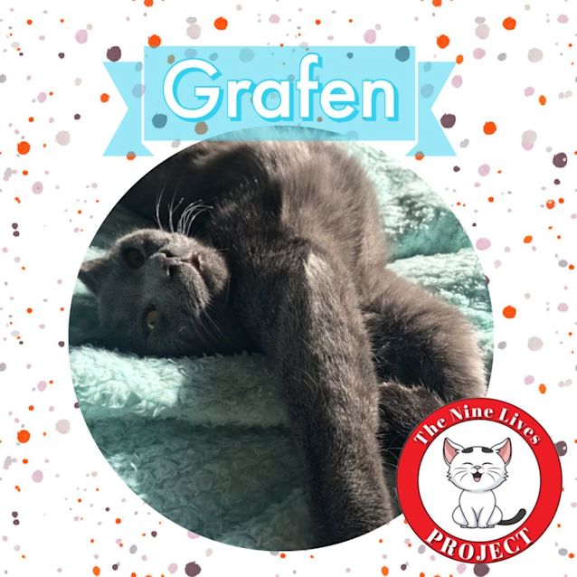 Photo of Grafen *9 Lives Project Rescue*